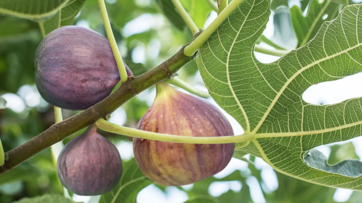 Encouraging Fig Trees to Fruit: Expert Advice on Sunlight, Pruning, and Fertilization