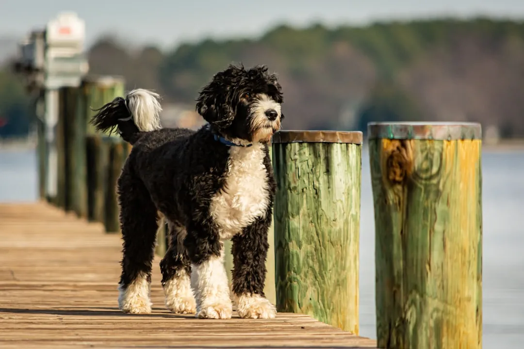 Top 10 Dog Breeds for Adventurous Sagittarians