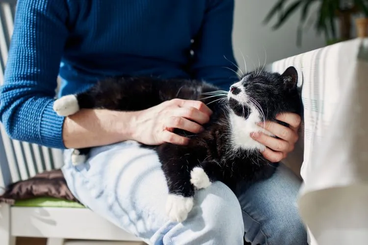 10 Essential Tips for Deepening Your Bond with Your Cat