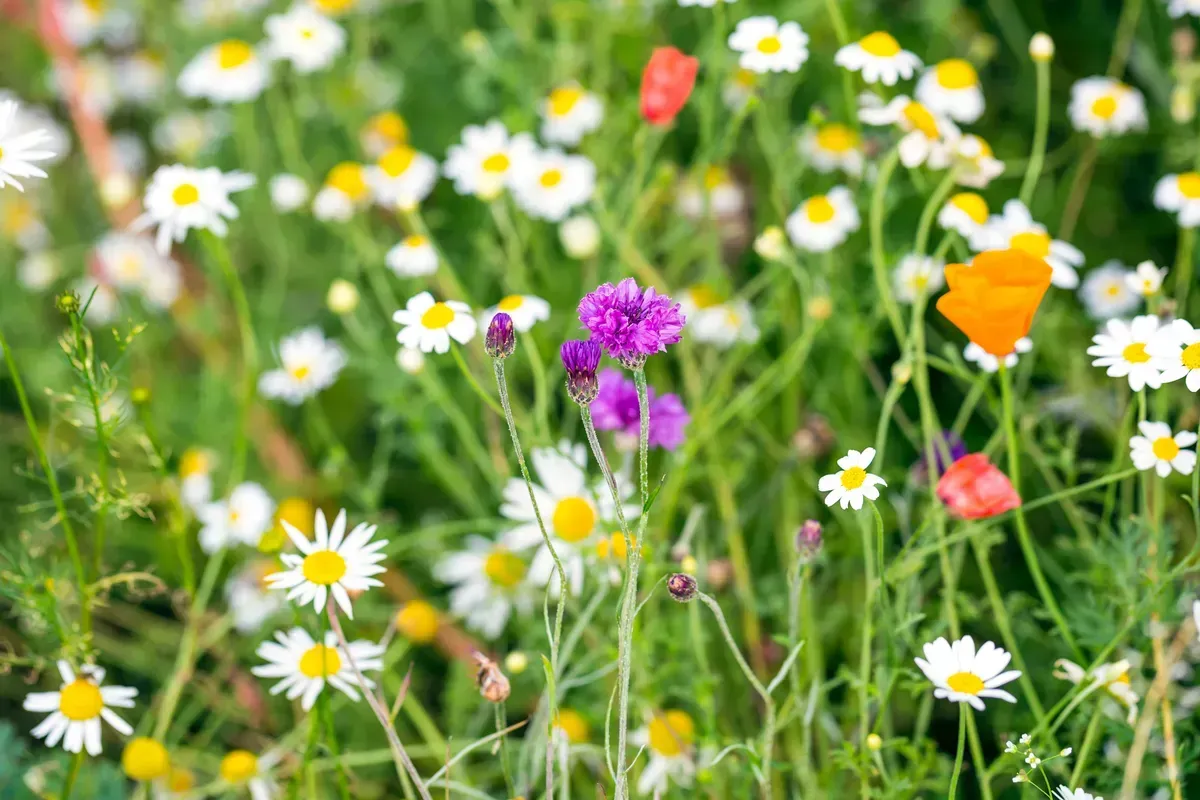 جایگزینهای پایدار برای چمنهای سنتی: راهکارهایی برای باغهای مدرن