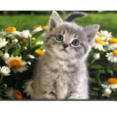 دوو S8000EU مدل 65 اینچ