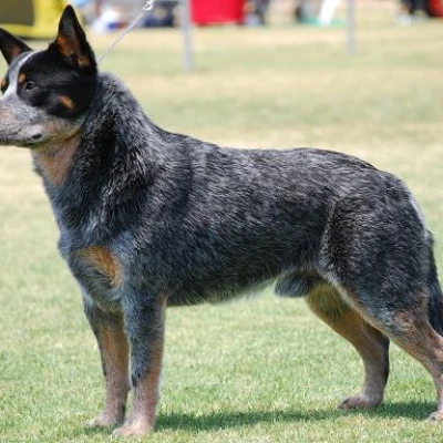 نژاد AUSTRALIAN CATTLE DOG