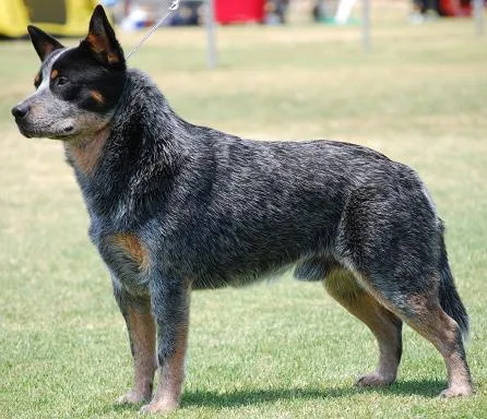 عکس نژاد AUSTRALIAN CATTLE DOG