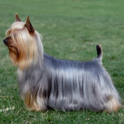 نژاد AUSTRALIAN SILKY TERRIER