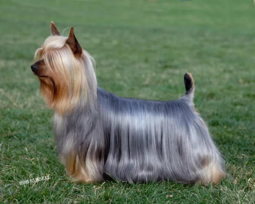 عکس نژاد AUSTRALIAN SILKY TERRIER