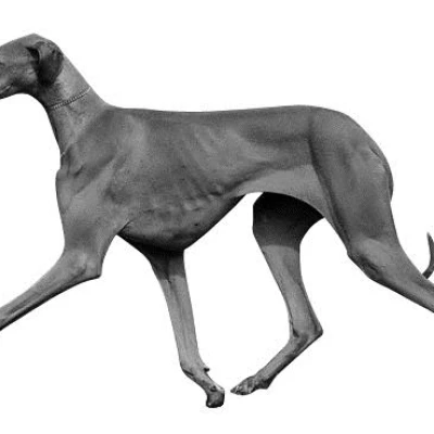 نژاد آزاواک (AZAWAKH)