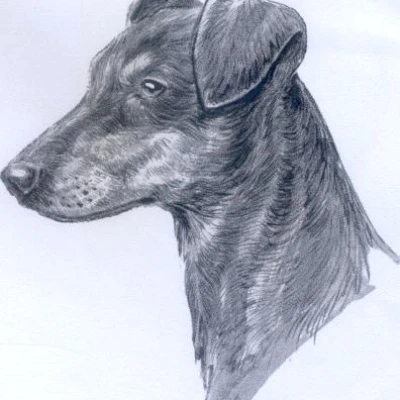 نژاد پینچر آلمانی (GERMAN PINSCHER)