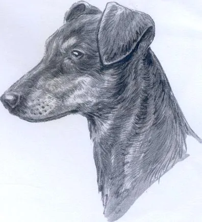 عکس نژاد پینچر آلمانی (GERMAN PINSCHER)