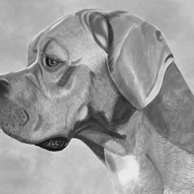 نژاد سگ پوینتر پرتغالی (Portuguese Pointing Dog)