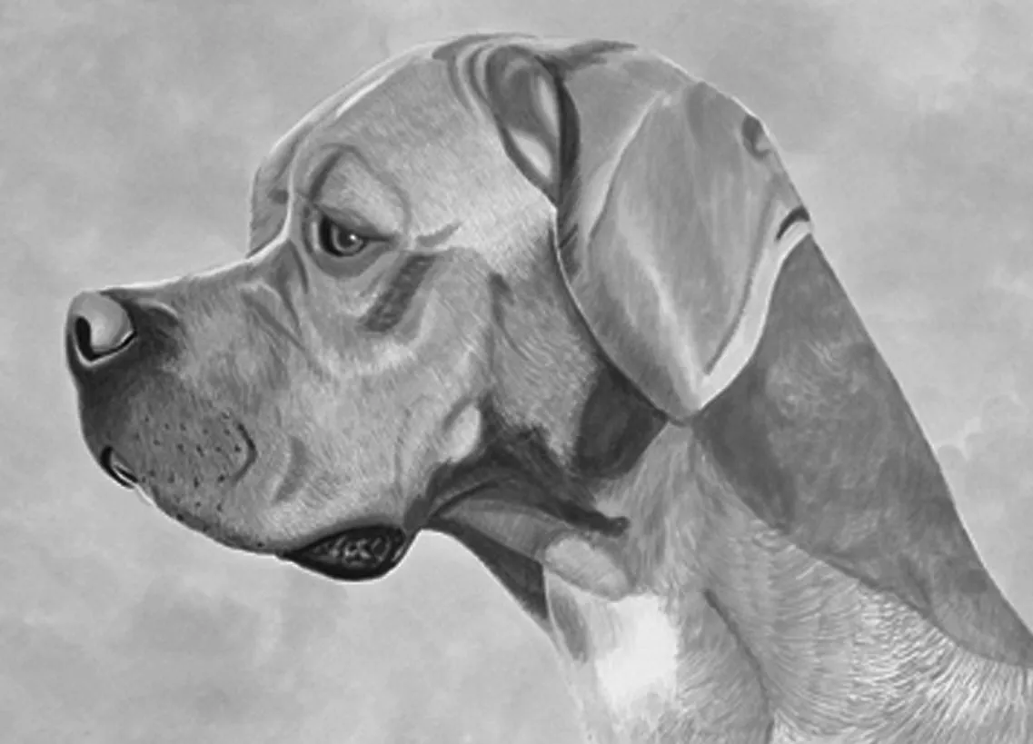 عکس نژاد سگ پوینتر پرتغالی (Portuguese Pointing Dog)