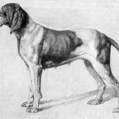 نژاد براک ایتالیایی (Italian Pointing Dog)