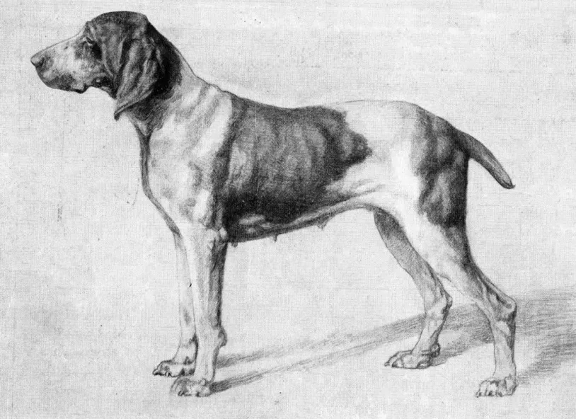 عکس نژاد براک ایتالیایی (Italian Pointing Dog)