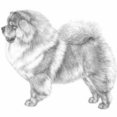 نژاد چاو چاو (CHOW CHOW)