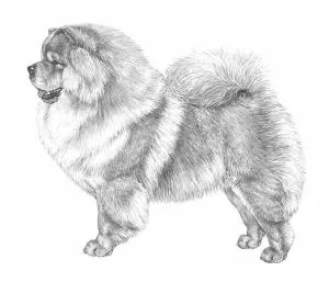 عکس نژاد چاو چاو (CHOW CHOW)
