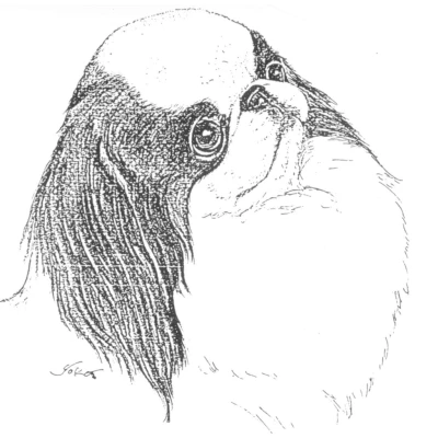 نژاد ژاپنی چین (JAPANESE CHIN)