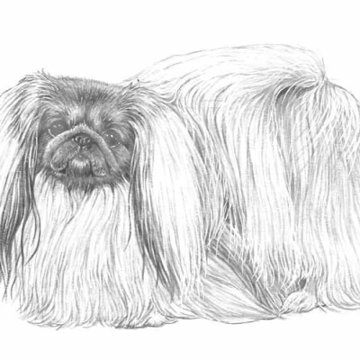 نژاد پیکینیز (PEKINGESE)
