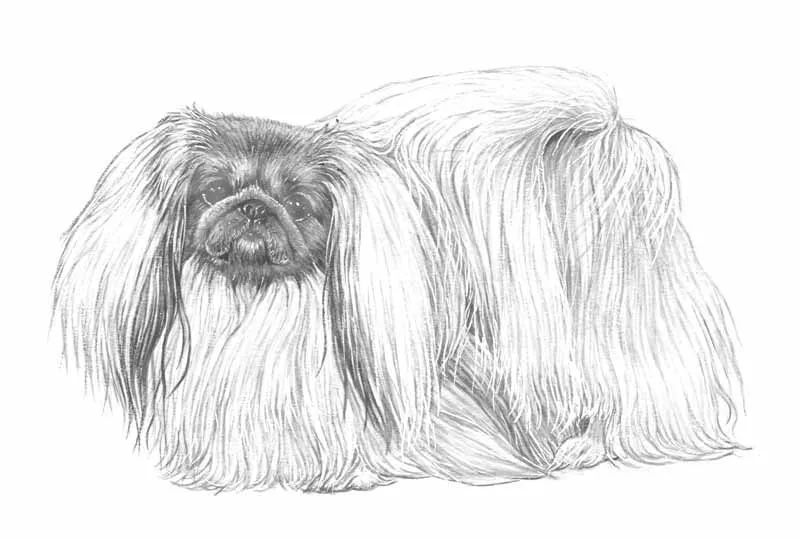 عکس نژاد پیکینیز (PEKINGESE)