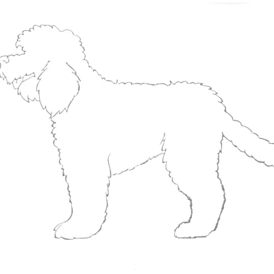 نژاد باربت (French Water Dog)