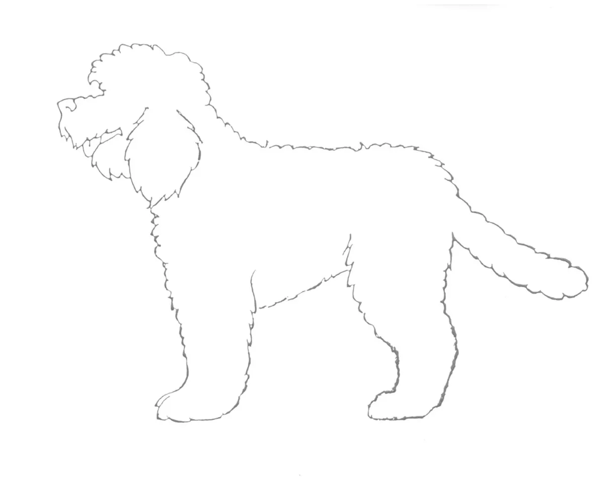 عکس نژاد باربت (French Water Dog)