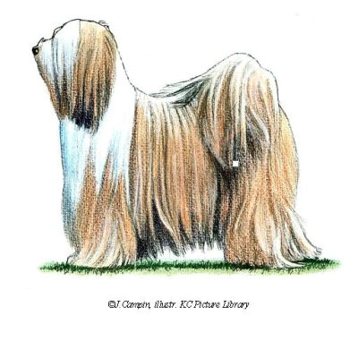 نژاد تبتن تریر (TIBETAN TERRIER)