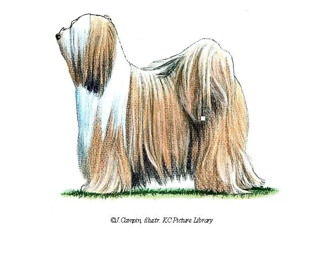 عکس نژاد تبتن تریر (TIBETAN TERRIER)