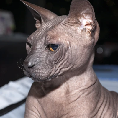 گربه دونسکوی