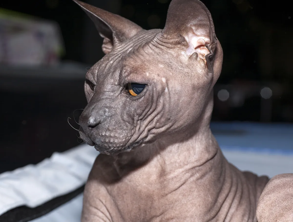عکس گربه دونسکوی