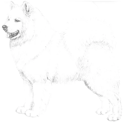 نژاد ساموید (SAMOYED)