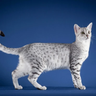 Egyptian Mau