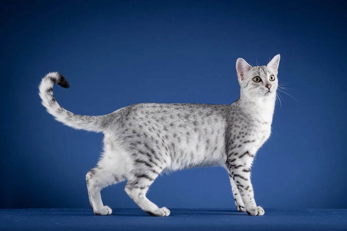 عکس Egyptian Mau