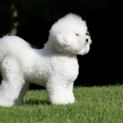 سگ نژاد بیشون فرایز (Bichon Frise)