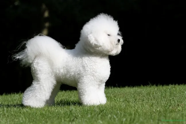 عکس سگ نژاد بیشون فرایز (Bichon Frise)