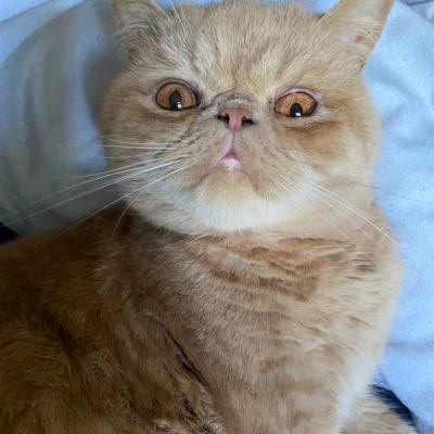 نژاد Exotic Shorthair