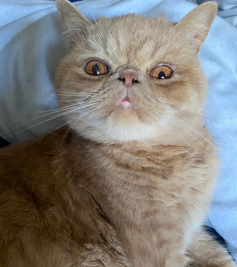 عکس نژاد Exotic Shorthair