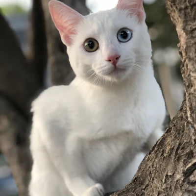نژاد کائو مانی