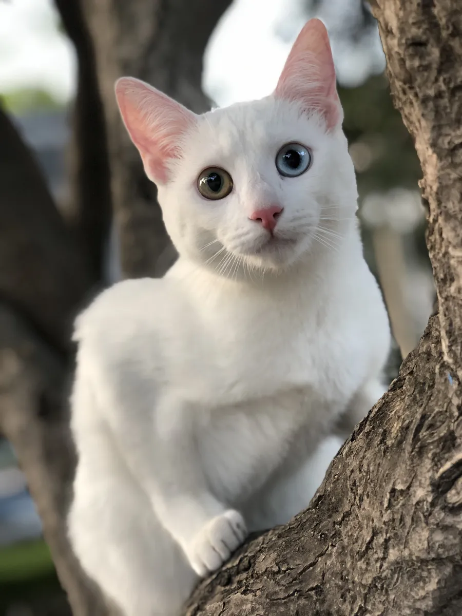 عکس نژاد کائو مانی
