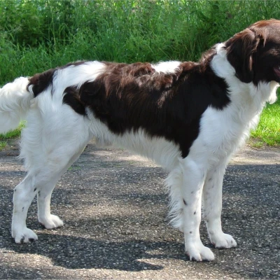 نژاد درنتسه پارتریج داگ (Drentsche Partridge Dog)