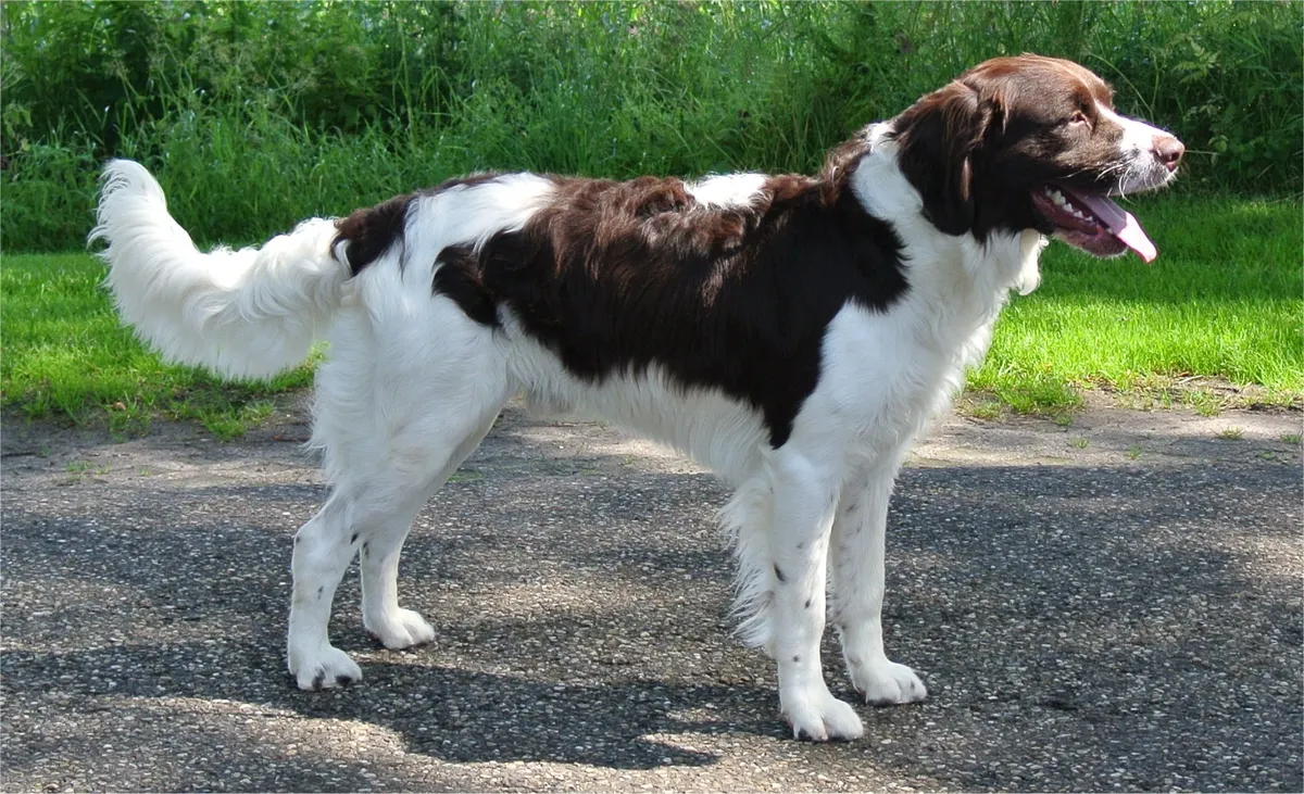 عکس نژاد درنتسه پارتریج داگ (Drentsche Partridge Dog)