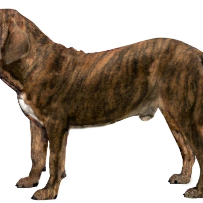 نژاد فیلای برزیلی (FILA BRASILEIRO)