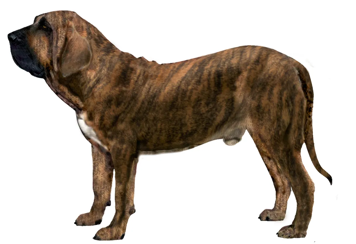 عکس نژاد فیلای برزیلی (FILA BRASILEIRO)