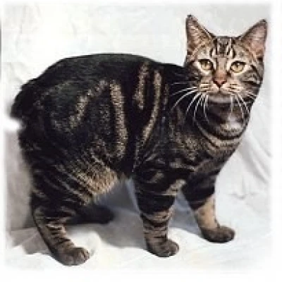 نژاد منکس (Manx)