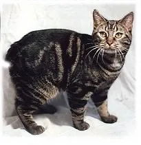 عکس نژاد منکس (Manx)
