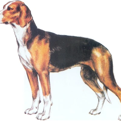 نژاد سگ صربین ترای‌کالر هوند (Serbian Tricolour Hound)