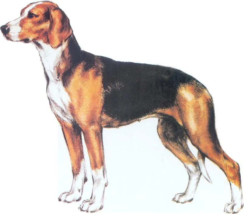 عکس نژاد سگ صربین ترای‌کالر هوند (Serbian Tricolour Hound)