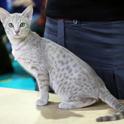 نژاد Ocicat