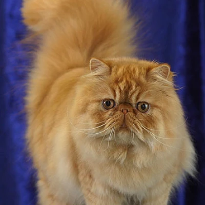 نژاد گربه پرشین (Persian)