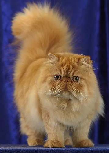 عکس نژاد گربه پرشین (Persian)