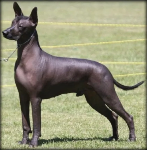 عکس نژاد شولویتزکوینٹلی (Xoloitzcuintle)