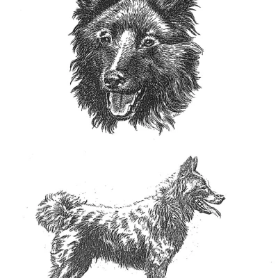 نژاد مودی (MUDI)