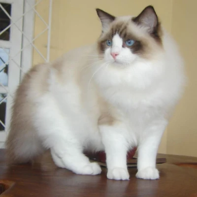 نژاد رگدال (Ragdoll)